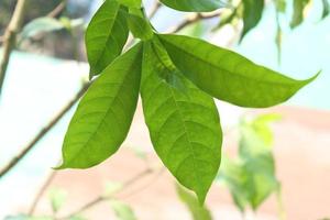 Green leaves with water background, close up view. Nature background. photo