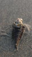 Seashell on the beach. Selective focus. Shallow depth of field. photo