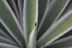 Close up of agave plant in the botanical garden, macro photo