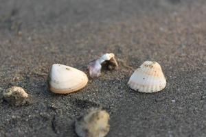 Seashell on the beach. Selective focus. Shallow depth of field. photo