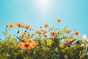 yellow flower cosmos bloom with sunshine and blue sky background photo