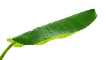 banana leaf isolate on white background photo