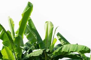 banana leaf isolate on white background photo