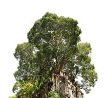 árbol en rock montaña aislar en blanco antecedentes foto