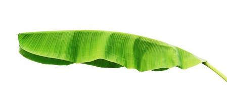 banana leaf isolate on white background photo