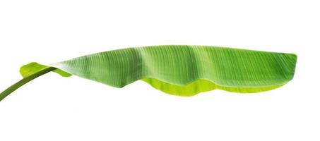 banana leaf isolate on white background photo