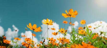 yellow flower cosmos bloom with sunshine and blue sky background photo