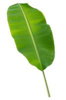 banana leaf isolate on white background photo