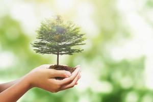 hand holding tree with sunlight in nature background. concept save world and enevironment earth day photo
