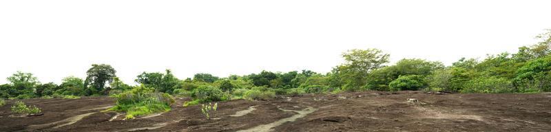 panorama tree forest on mountain rock isolate on white background photo