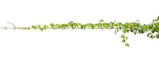 verde hoja hiedra planta aislar en blanco antecedentes foto
