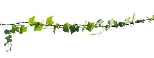 ivy plant isolate on white background photo