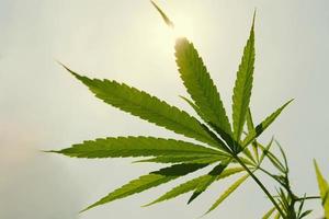 Cannabis leaf against and sun blue sky background photo