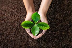 hand holding young plant on soil background. eco concept photo