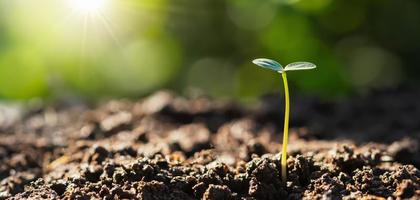 young plant growing with sunrise. green world and earth day concept photo