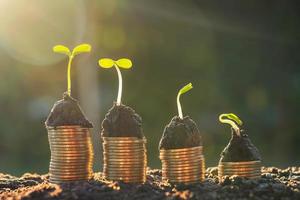 plant with money growing step on soil and sunset background. finance and accounting saving concept photo