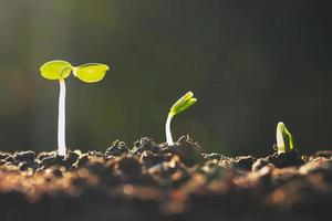 plant growth in farm with sunset background. agriculture seeding growing step concept photo