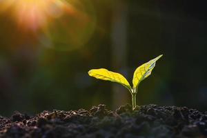 plant growth in farm with sunlight background. agriculture seeding growing step concept photo