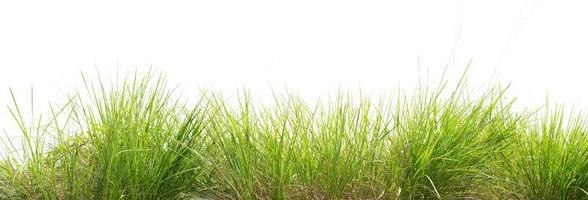 green grass isolate on white background photo