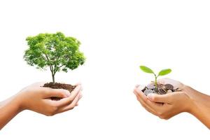 young tree growing on pile of money in hand isolate white background photo