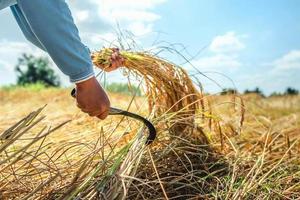 Farmers are harvesting rice in the fields. agriculture concept photo