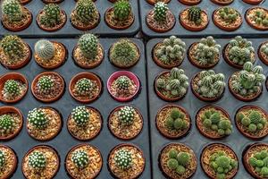 planting cactus in pots at garden photo