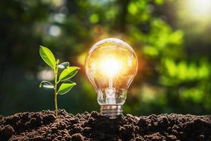 lightbulb tree with sunlight on soil. concept save world and energy power photo
