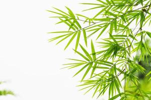 green leaf bamboo isolate on white background photo