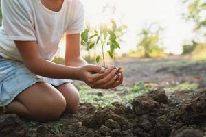 children planting young tree on soil in garden in morning light photo