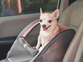 happy brown short hair chihuahua dog standing in  pet carrier backpack with opened windows in car seat. Safe travel with pets concept. photo