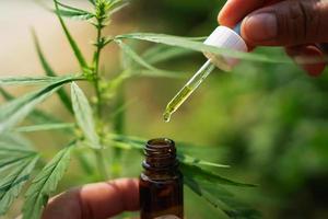 hemp oil dropper in bottle with cannabis tree background photo