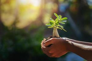 mano participación pequeño árbol en Mañana ligero. concepto salvar mundo foto