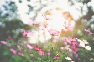 cosmos flower blooming in garden with sunshine photo