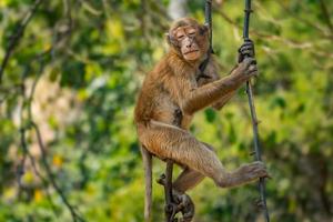 monkey on tree sleeping in forest photo