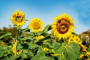 close up  sunflower blooming in field with blue sky background photo