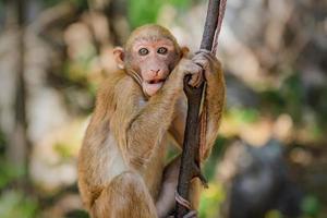 portrait monkey on tree in nature photo