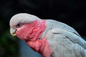 Gray and pink parrot photo