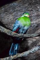 Green and blue bird photo