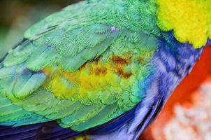 verde, amarillo y azul plumas foto