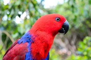 Blue and red parrot photo