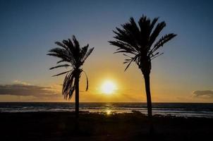 Beautiful sunset and palm trees photo