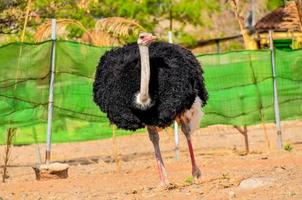 avestruz mirando para comida foto