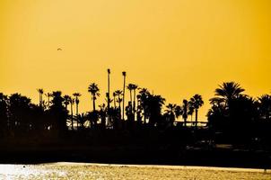 Silhouettes of trees photo