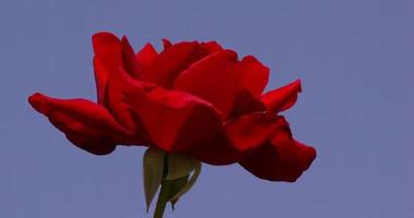 Red rose in a park with a bee flying around shot in slow motion video