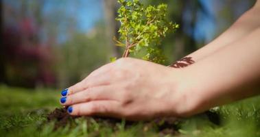 mujer plantando plántulas video