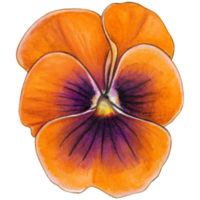 Watercolor hand drawn pansy png