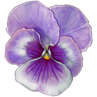 waterverf hand- getrokken viooltje png