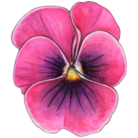 Watercolor hand drawn pansy png