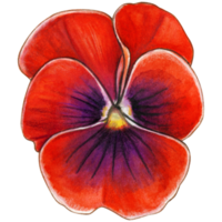 Watercolor hand drawn pansy png