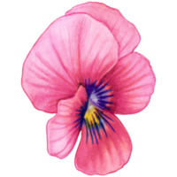 Watercolor hand drawn pansy png